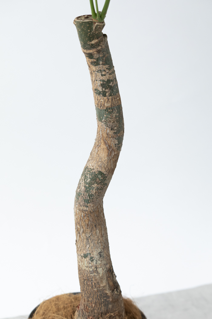 観葉植物 パキラ ムーンライト（8号鉢）｜HanaPrime（ハナプライム）