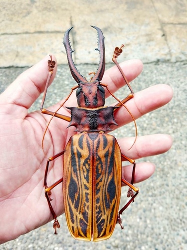 Giant Jawed Sawyer (Macrodontia cervicornis) · iNaturalist