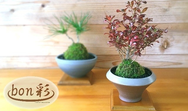 ミニ盆栽＋陶器＋バイオ炭＝「bon彩」～インテリア感覚で気軽に