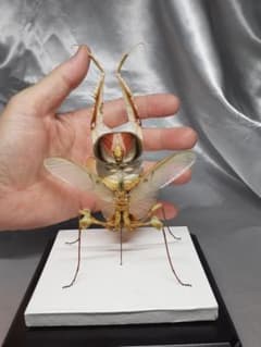 m14138973908_1.jpg?1749201423