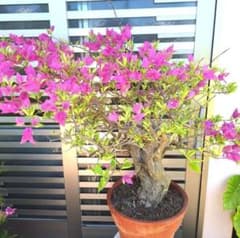 ブーゲンビリア 盆栽株 陶器鉢ごと発送‼️No201 - メルカリ