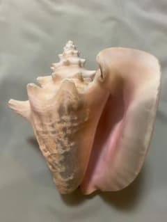 コンク貝 ピンク貝 オブジェ 法螺貝 貝殻 ほら貝 ピンク - メルカリ