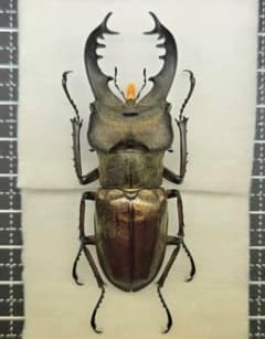 標本】特選 北海道産ミヤマクワガタ 昆虫標本 - メルカリ