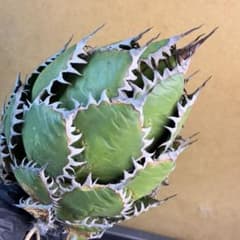 アガベ チタノタ ホリダ 極上鋸歯 陽炎狂棘 極上株 極特選品 - メルカリ