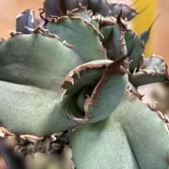 アガベ オテロイ実生 子株 選抜 超ブルー葉 青葉 オアハカ - メルカリ