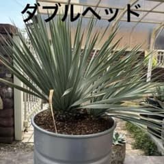 m26447076225_1.jpg?1750410315