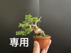 m28601651873_1.jpg?1748612919