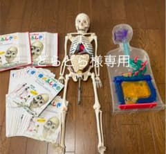 体のふしぎ 人体模型アーサー 消化のしくみ 冊子 - メルカリ