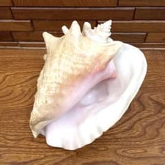 希少 コンク貝 コンクシェル ピンク貝 法螺貝 - メルカリ
