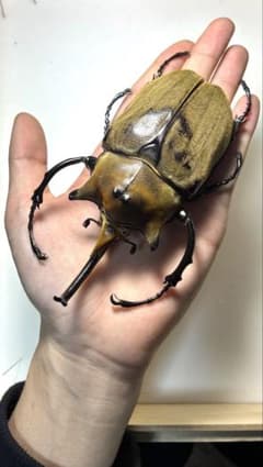 昆虫標本 大型エレファスゾウカブト 122mm 飼育個体 - メルカリ