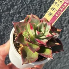 札付き】 紅染華 ミックスベリア おらいさん苗 抜き苗 - メルカリ