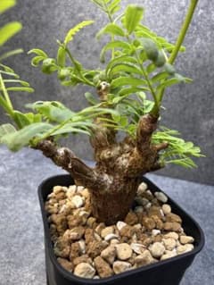 センナ メリディオナリス 海外実生 発根済み 490 - メルカリ