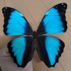 蝶標本 ベニモンカザリシロチョウ ペア | Shop at Mercari from Japan