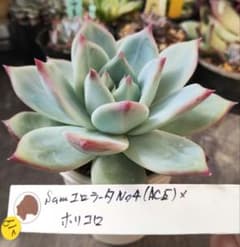 219 SamコロラータNo.4（ACE）×ホリコロ 札付 ポットでメルカリ便