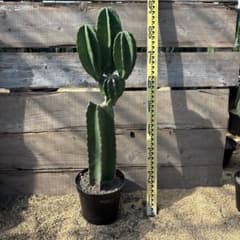 売り切越冬済 柱サボテン 鬼面角 発根 ドライガーデン ウチワサボテン