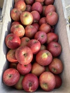 青森県産りんご 葉とらずふじ ※小さいサイズ4キロ - メルカリ