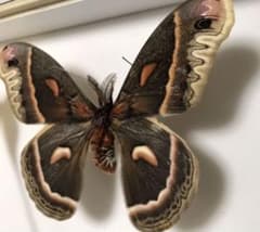 蛾 標本 セクロピアサン ♂ - メルカリ