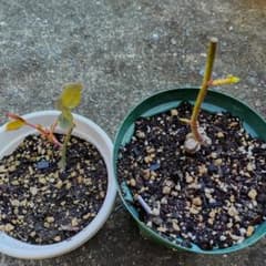 バラ苗・2苗セット・小苗 - メルカリ