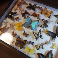 蝶標本 ベニモンカザリシロチョウ ペア | Shop at Mercari from Japan