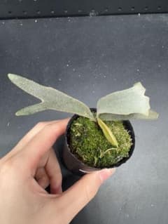 ビカクシダ P. willinckii Jenny TC #001 - メルカリ