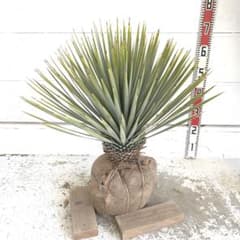 ユッカ ロストラータ 【耐寒性/ドライガーデン/ロックガーデン 】42