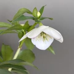 クリスマスローズ♡大木ナーサリー♡デュメ hyb♡未株分け夏越株