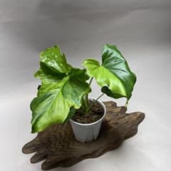 Q59 フィロデンドロン・セローム・斑入り 希少品種 観葉植物 - メルカリ