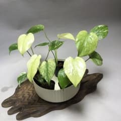 MS568 5株セット【特別選抜】ホワイトモンスター／天津蘭 モンステラ