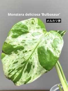 山*本様 【全葉斑入り‼️】モンステラ デリシオーサ バルバソー