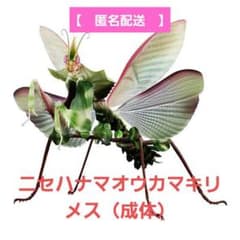 m56945469381_1.jpg?1676989012