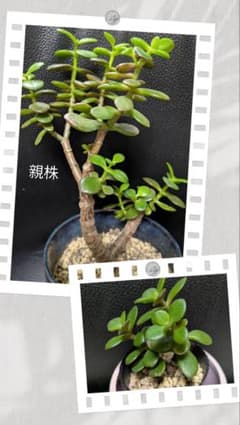 多肉植物 金のなる木 姫花月 抜き苗 ネコポス発送 - メルカリ