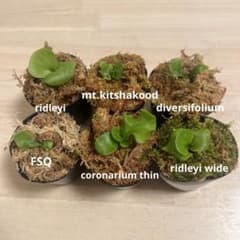 ビカクシダ胞子培養6株セット リドレイ FSQ マウントキッチャクード