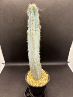 サボテン ピロソケレウス 空昇竜 グラウセスセンス - メルカリ