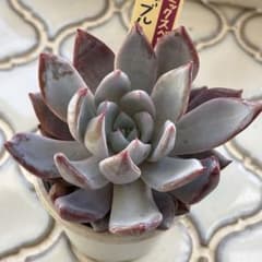 ブルーバニラ おらいさん苗 ミックスベリア - メルカリ