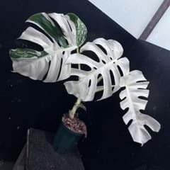 斑入りモンステラ ホワイトタイガーフルムーン極美大株54cm白斑多