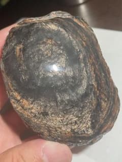 みなしごハッチ、ダッシュ勝平 原征太郎サインセット | Einkaufen bei