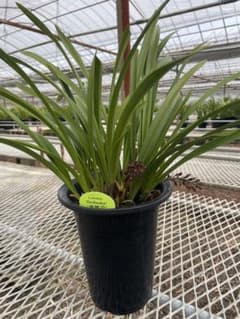 R8年キンリョウヘン花芽10本#4 - メルカリ