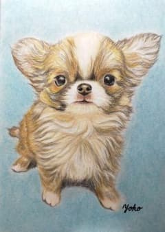 色鉛筆画 パステル画 犬の絵 原画 絵画 イラスト チワワ ペット 似顔絵