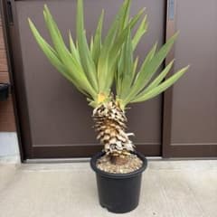 25063】（2ヘッド）ユッカグロリオサ アツバキミガヨラン - メルカリ