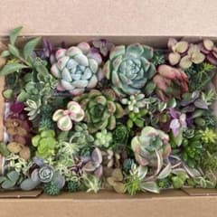 ゆうゆうメルカリ便 多肉植物 カット苗とセダム寄せ植え用セット