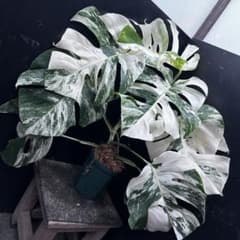 斑入りモンステラ ホワイトタイガー極美大株61cm白斑多 - メルカリ