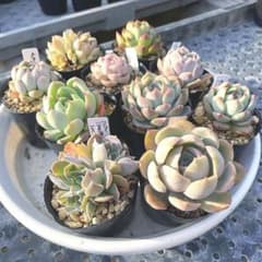 エケベリア 10苗セット ポットごと発送 - メルカリ