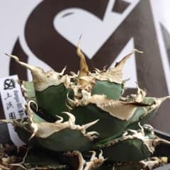 m76388430746_1.jpg?1735981093