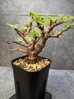 センナ メリディオナリス 海外実生 発根済み 499 - メルカリ