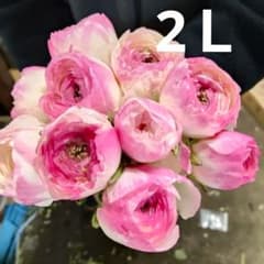 ラナンキュラス 湘南の虹 28センチ位10本❲切り花生花バラ❳1 - メルカリ