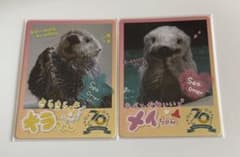 鳥羽水族館コレクションカード キラ メイ - メルカリ