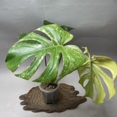 q52ホワイトモンスター 天津蘭 モンステラ斑入り - メルカリ