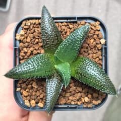 m88000679715_1.jpg?1728827895