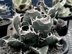 レア特価【CG産】アガベスーパーチタノタ悪魔くん スパチタBAKEMONO