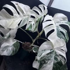斑入りモンステラ ホワイトタイガー極美大株56cm白斑多 - メルカリ